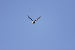 Kestrel in Flight