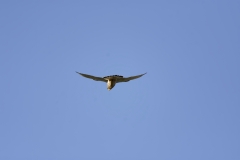 Kestrel in Flight