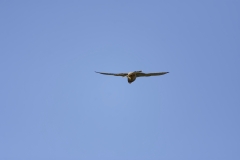 Kestrel in Flight