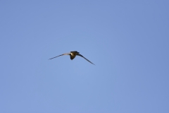 Kestrel in Flight