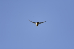 Kestrel in Flight