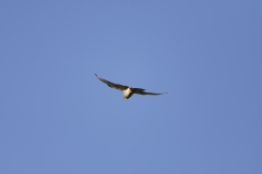 Kestrel in Flight