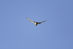 Kestrel in Flight