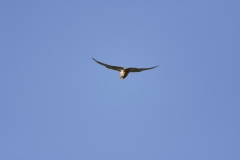 Kestrel in Flight