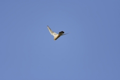 Kestrel in Flight