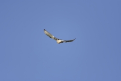 Kestrel in Flight