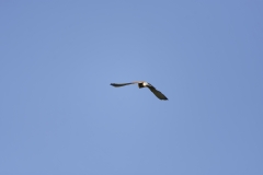 Kestrel in Flight