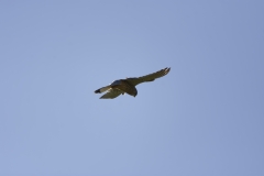 Kestrel in Flight