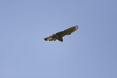 Kestrel in Flight