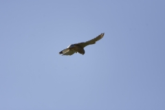 Kestrel in Flight