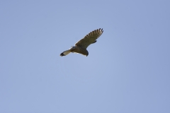 Kestrel in Flight