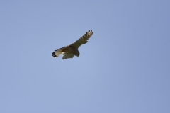 Kestrel in Flight