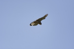 Kestrel in Flight