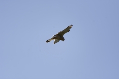 Kestrel in Flight