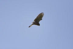 Kestrel in Flight