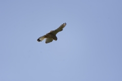 Kestrel in Flight