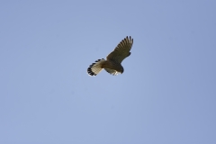 Kestrel in Flight