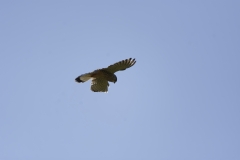 Kestrel in Flight