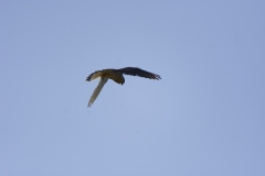 Kestrel in Flight