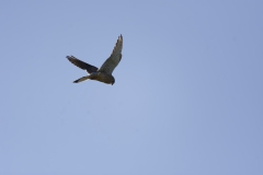 Kestrel in Flight