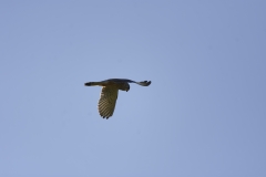 Kestrel in Flight