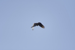 Kestrel in Flight