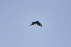 Kestrel in Flight