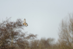 Kestrel in Flight