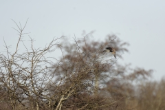 Kestrel in Flight