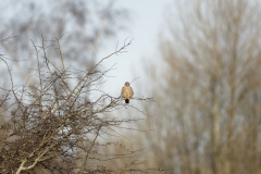 Kestrel