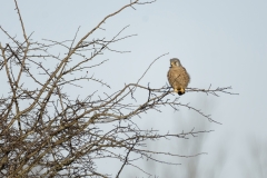 Kestrel