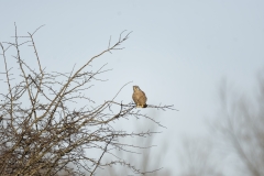 Kestrel