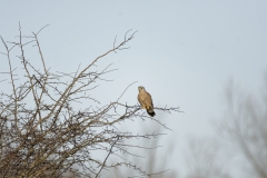 Kestrel