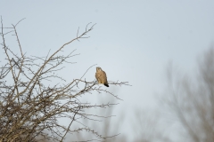 Kestrel