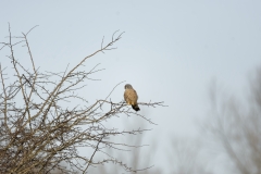 Kestrel