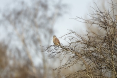 Kestrel