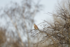 Kestrel