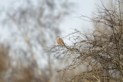 Kestrel