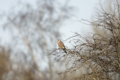 Kestrel