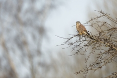 Kestrel