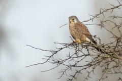 Kestrel