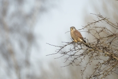 Kestrel