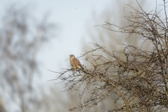 Kestrel