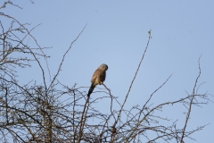 Kestrel