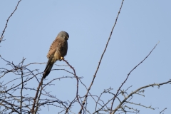 Kestrel