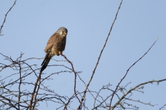 Kestrel