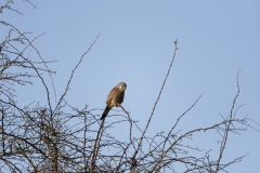 Kestrel