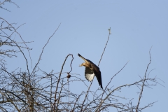 Kestrel in Flight