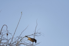 Kestrel in Flight