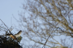 Kestrel in Flight